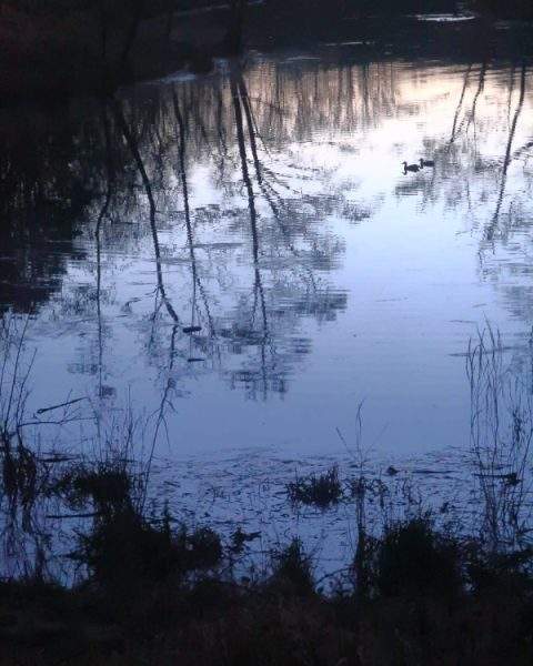 Wandelcoaching is geschikt voor reflectie Dit beeld toont een rustig water omringd door bomen en vegetatie. Het wateroppervlak is stil, waardoor het omringende landschap perfect wordt weerspiegeld. Op de voorgrond zijn stukjes gras te zien die bijdragen aan de serene sfeer. Verderop in de achtergrond zijn meer bomen te zien aan weerszijden van dit vredige tafereel. De lucht is helder en blauw zonder wolken. De dominante kleuren in dit beeld zijn zwart en groene tinten van al het gebladerte eromheen. Er is ook een accentkleur die een diepe marineblauwe tint lijkt te zijn die diepte toevoegt aan deze foto. Deze natuurlijke omgeving lijkt deel uit te maken van een zoetwatermoeras Over het geheel genomen geeft deze foto een gevoel van rust en vrede door de rustgevende omgeving vol natuurpracht. Het dient als een ontsnapping aan de werkelijkheid voor iedereen die de tijd neemt om de schoonheid ervan te waarderen - en herinnert ons eraan hoe belangrijk het is om voor onze planeet Aarde te zorgen! Een watermassa met bomen eromheen. Tags: water natuur reflectie zoetwater plant oever moeras waterbronnen meer vijver outdoor vijver meer