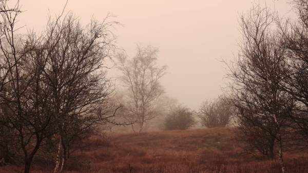 mist meijendel