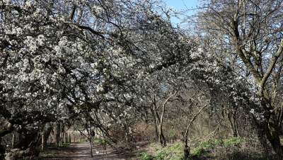 wandelcoach vroege lente sleedoorn