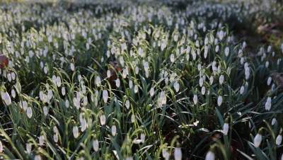 wandelcoach lente sneeuwklokjes