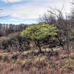 lente duinen