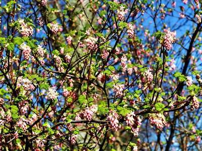 wandelcoach ribes lente