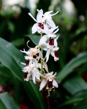 hortus witte orchidee