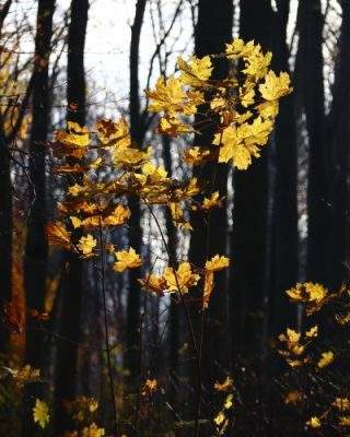 Zonnige decemberochtend #haagsebos #decemberzon #earlywinter #ochtendwandeling #natuurinnederland #natuurfotosnederland #natuurliefhebber #natuurfotografie #landschaftsfotografie #naturephotography #landscapephotography #trees_perfection #tree_brilliance #tree_captures #tree_magic #treephotography #outdoorphotography #artofnature